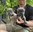 Purebred French bulldog puppies
